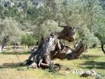Finca 